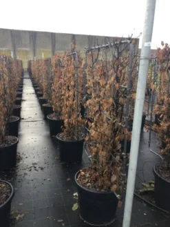 Haagbeuk Als Leivorm (Carpinus Betulus) -Exporteren Groei Planten Winkel carpinus45 1