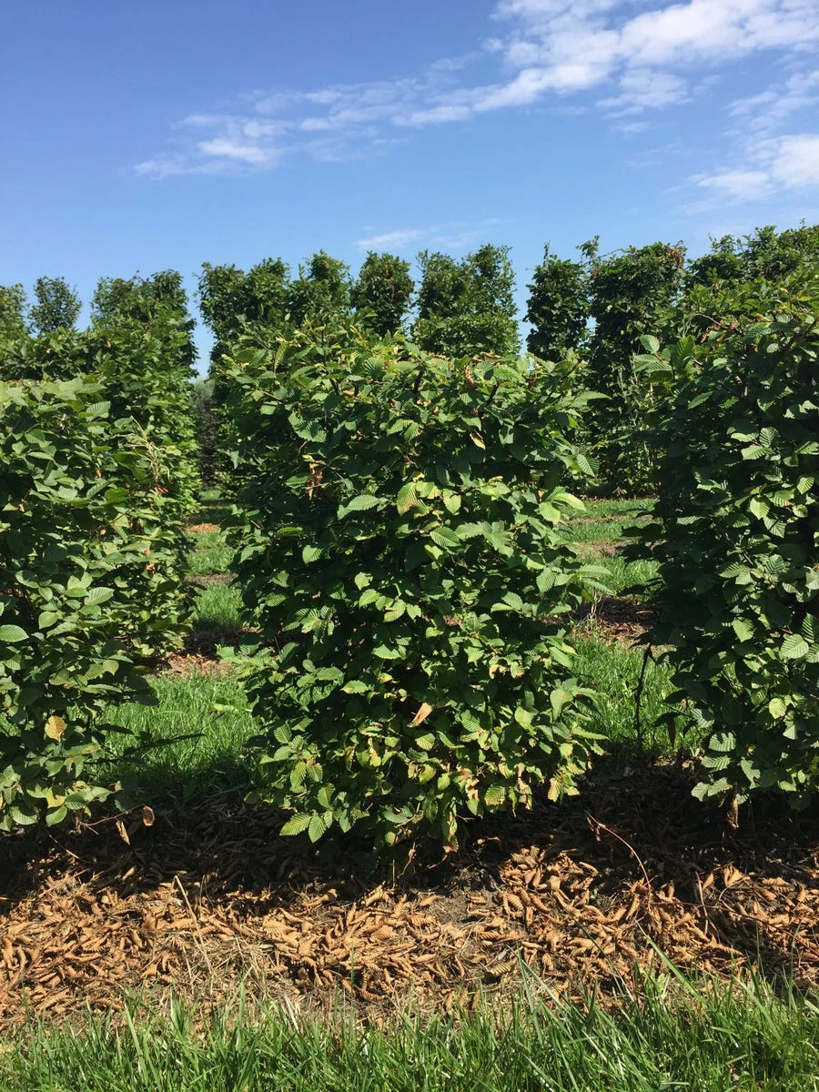 Haagbeuk Als Haagelement (Carpinus Betulus) - Afbeelding 7