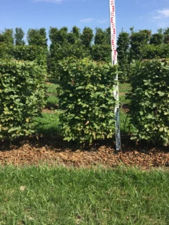 Haagbeuk Als Haagelement (Carpinus Betulus) -Exporteren Groei Planten Winkel carpinus betulus 100 x 50 x 50 cm drkl haagelement 2 1