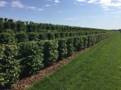 Haagbeuk Als Haagelement (Carpinus Betulus) -Exporteren Groei Planten Winkel carpinus betulus 100 x 50 x 50 cm drkl haagelement 3