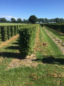 Haagbeuk Als Haagelement (Carpinus Betulus) -Exporteren Groei Planten Winkel carpinus betulus 125 x 50 x 50 cm drkl haagelement 3