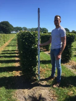 Haagbeuk Als Haagelement (Carpinus Betulus) -Exporteren Groei Planten Winkel carpinus betulus 150 x 50 x 50 cm drkl haagelement 1 1