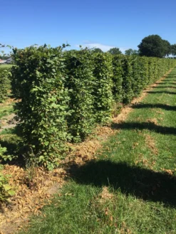 Haagbeuk Als Haagelement (Carpinus Betulus) -Exporteren Groei Planten Winkel carpinus betulus 150 x 50 x 50 cm drkl haagelement 2 1