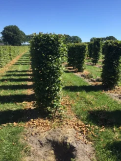 Haagbeuk Als Haagelement (Carpinus Betulus) -Exporteren Groei Planten Winkel carpinus betulus 150 x 50 x 50 cm drkl haagelement 3 1