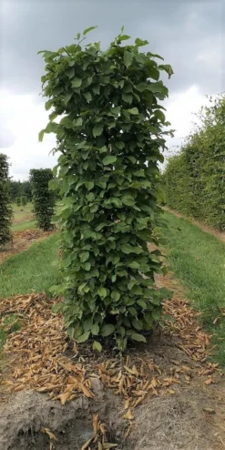 Haagbeuk Als Haagelement (Carpinus Betulus) -Exporteren Groei Planten Winkel carpinus betulus 180 x 50 x 50 cm drkl haagelement 1