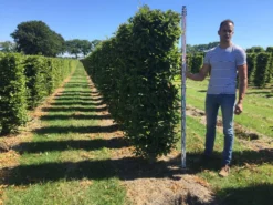 Haagbeuk Als Haagelement (Carpinus Betulus) -Exporteren Groei Planten Winkel carpinus betulus 200 x 50 x 50 cm drkl haagelement 1