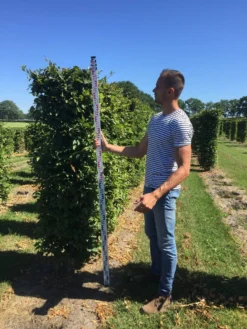 Haagbeuk Als Haagelement (Carpinus Betulus) -Exporteren Groei Planten Winkel carpinus betulus 200 x 50 x 50 cm drkl haagelement 2 1