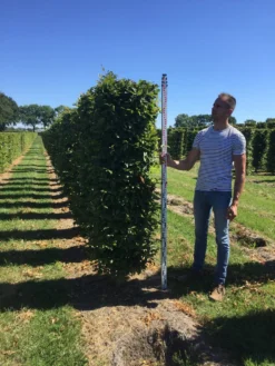 Haagbeuk Als Haagelement (Carpinus Betulus) -Exporteren Groei Planten Winkel carpinus betulus 200 x 50 x 50 cm drkl haagelement 3