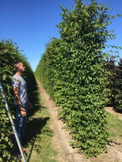 Haagbeuk Als Haagelement (Carpinus Betulus) -Exporteren Groei Planten Winkel carpinus betulus 350x50x50 haagelement 1