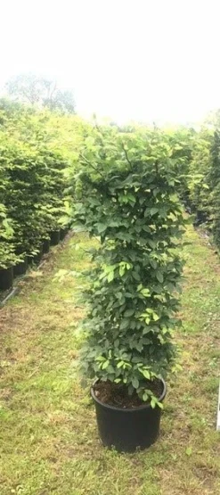Haagbeuk Als Haagelement (Carpinus Betulus) -Exporteren Groei Planten Winkel carpinus betulus h100x50x50 1