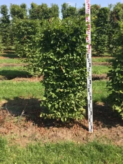 Nieuwe Producten -Exporteren Groei Planten Winkel carpinus betulus h125x50x50