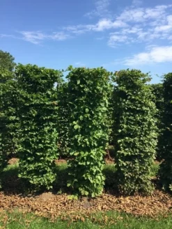 Haagbeuk Als Haagelement (Carpinus Betulus) -Exporteren Groei Planten Winkel carpinus betulus h150x50x50 cm 3 1