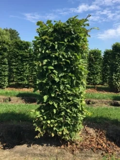 Haagbeuk Als Haagelement (Carpinus Betulus) -Exporteren Groei Planten Winkel carpinus betulus h150x60x60cm 1