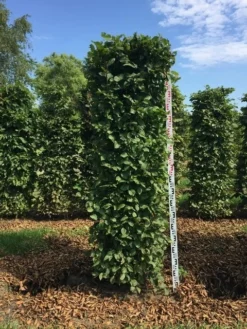 Haagbeuk Als Haagelement (Carpinus Betulus) -Exporteren Groei Planten Winkel carpinus betulus h200x50x50 cm 2