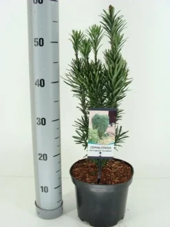 Knoptaxus (Cephalotaxus Harringtonia 'Fastigiata') -Exporteren Groei Planten Winkel cephalotaxus harr. fastigiata winter c3 m