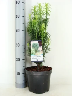 Knoptaxus (Cephalotaxus Harringtonia 'Fastigiata') -Exporteren Groei Planten Winkel cephalotaxus harr. fastigiata zomer c3 m