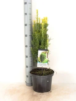 Knoptaxus (Cephalotaxus Harringtonia 'Fastigiata') -Exporteren Groei Planten Winkel cephalotaxus harringtonia fastigiata zomer c5 m