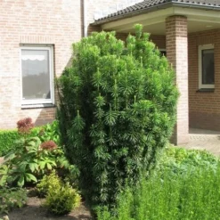 Knoptaxus (Cephalotaxus Harringtonia 'Fastigiata') -Exporteren Groei Planten Winkel cephalotaxus harringtonii fastigiata