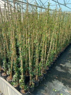 Toscaanse Jasmijn (Trachelospermum Jasminoides 'Winter Ruby') -Exporteren Groei Planten Winkel cf397af1 424c 440f b659 6b33d5eedf60