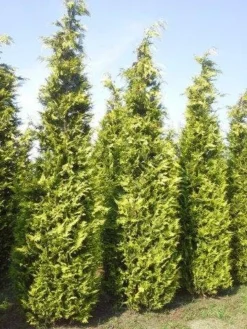 Gele Haagconifeer (Chamaecyparis Lawsoniana 'Ivonne') -Exporteren Groei Planten Winkel cham l ivonne 400 450