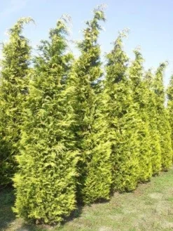 Gele Haagconifeer (Chamaecyparis Lawsoniana 'Ivonne') -Exporteren Groei Planten Winkel cham l ivonne 400 450 1