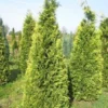 Gele Haagconifeer (Chamaecyparis Lawsoniana 'Stardust')