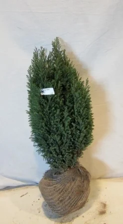 Cypres (Chamaecyparis Lawsoniana 'Ellwoodii') -Exporteren Groei Planten Winkel chamacyparislellwoodii050 060