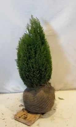 Cypres (Chamaecyparis Lawsoniana 'Ellwoodii') -Exporteren Groei Planten Winkel chamacyparislellwoodiigold050 060