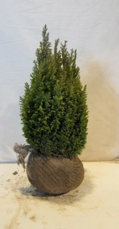 Cypres (Chamaecyparis Lawsoniana 'Ellwoodii') -Exporteren Groei Planten Winkel chamacyparislellwoodiigold45 50