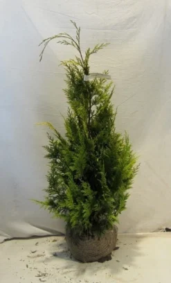 Gele Haagconifeer (Chamaecyparis Lawsoniana 'Ivonne') -Exporteren Groei Planten Winkel chamacyparislivonne080 100