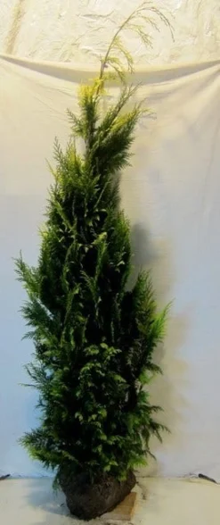 Gele Haagconifeer (Chamaecyparis Lawsoniana 'Ivonne') -Exporteren Groei Planten Winkel chamacyparislivonne175 200