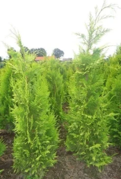 Gele Haagconifeer (Chamaecyparis Lawsoniana 'Ivonne') -Exporteren Groei Planten Winkel chamacyparislivonne80125vh