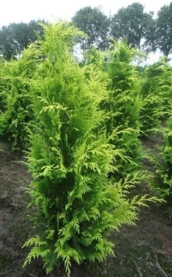 Gele Haagconifeer (Chamaecyparis Lawsoniana 'Stardust') -Exporteren Groei Planten Winkel chamacyparislstard100125vh