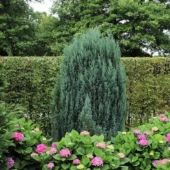 Cypres (Chamaecyparis Lawsoniana 'Ellwoodii') -Exporteren Groei Planten Winkel chamaecyparis law. ellwoodii