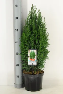 Cypres (Chamaecyparis Lawsoniana 'Ellwoodii') -Exporteren Groei Planten Winkel chamaecyparis law. ellwoodii c3 m
