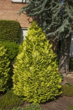 Gele Haagconifeer (Chamaecyparis Lawsoniana 'Ivonne') -Exporteren Groei Planten Winkel chamaecyparis law. ivonne