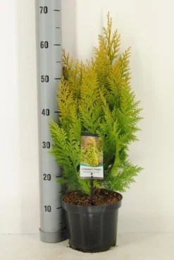 Gele Haagconifeer (Chamaecyparis Lawsoniana 'Ivonne') -Exporteren Groei Planten Winkel chamaecyparis law. ivonne c3 m