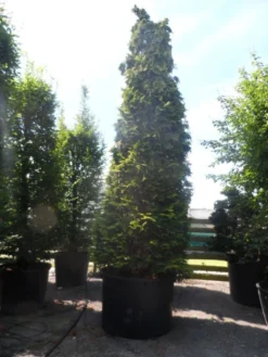 Gele Haagconifeer (Chamaecyparis Lawsoniana 'Ivonne') -Exporteren Groei Planten Winkel chamaecyparis lawsoniana ivonne 500 600 c750