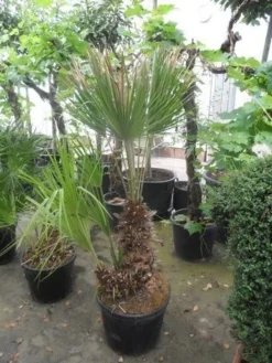 Dwergpalm (Chamaerops Humilis) -Exporteren Groei Planten Winkel chamaerops humilis 100 125 150 c70 1