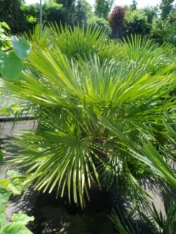 Dwergpalm (Chamaerops Humilis) -Exporteren Groei Planten Winkel chamaerops humilis 100 125 c50
