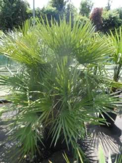 Dwergpalm (Chamaerops Humilis) -Exporteren Groei Planten Winkel chamaerops humilis 125 150 c70