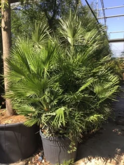Dwergpalm (Chamaerops Humilis) -Exporteren Groei Planten Winkel chamaerops humilis 150175cm c130