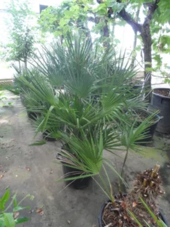 Dwergpalm (Chamaerops Humilis) -Exporteren Groei Planten Winkel chamaerops humilis 80 100 c35