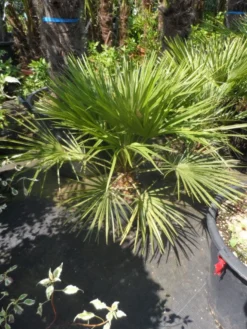 Dwergpalm (Chamaerops Humilis) -Exporteren Groei Planten Winkel chamaerops humilis c10 50 60 80