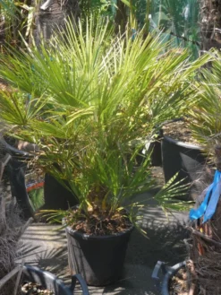 Dwergpalm (Chamaerops Humilis) -Exporteren Groei Planten Winkel chamaerops humilis c20 60 80