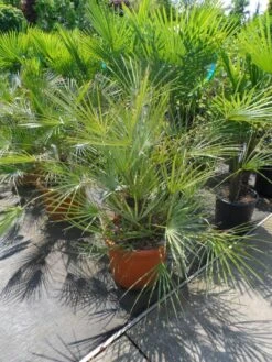 Dwergpalm (Chamaerops Humilis 'Cerifera') -Exporteren Groei Planten Winkel chamaerops humilis cerifera 80 100 c30