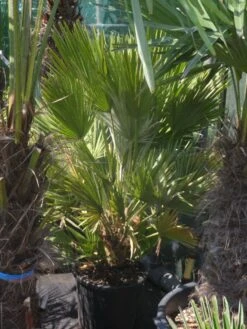 Dwergpalm (Chamaerops Humilis 'Vulcano') -Exporteren Groei Planten Winkel chamaerops humilis vulcano 60 80 c20