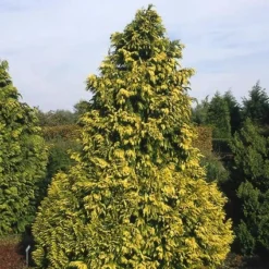 Cypres (Chamaecyparis Lawsoniana 'Golden Wonder')