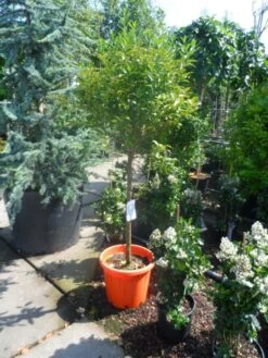 Kumquat (Citrus Kumquat) -Exporteren Groei Planten Winkel citrus japonica kumquat halfstam c50