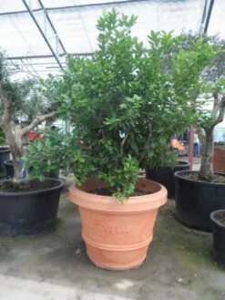 Kumquat (Citrus Kumquat) -Exporteren Groei Planten Winkel citrus kumquat solitair c500